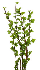 Fresh spring tree branch with leaves isolated on white background.