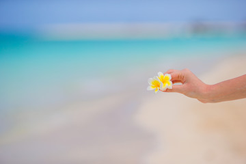 Beautiful frangipani flowers background turquoise sea on white beach