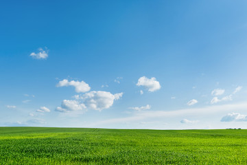 Obraz premium Countryside field natural background. Green grass and blue sky.