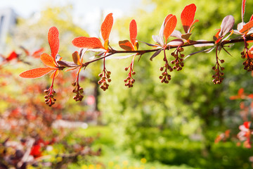 Blooming Berberis ottawensis, deciduous and evergreen shrub. Bright yellow flowers, natural spring background.