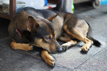 Lonely dog with sad eyes is laying on the path

