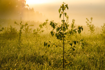 thick morning fog in the summer forest.