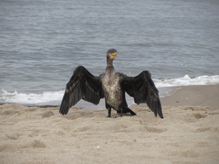 Kormoran am Strand auf Usedom