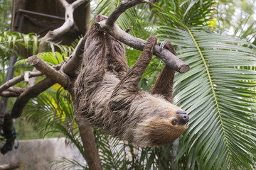 Naklejka premium Young Hoffmann's two-toed sloth