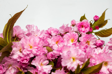 Pink cherry sakura blossom flowers