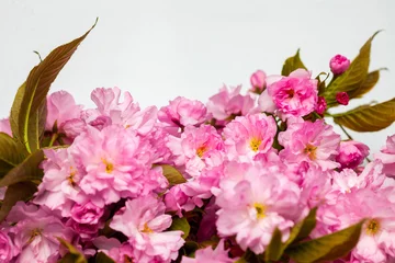 Crédence de cuisine en verre imprimé Fleur de cerisier Pink cherry sakura blossom flowers
