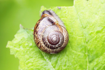 grape snail