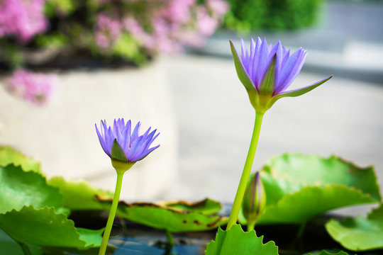 Fototapeta Violet water lilly from the side view under strong sunlight