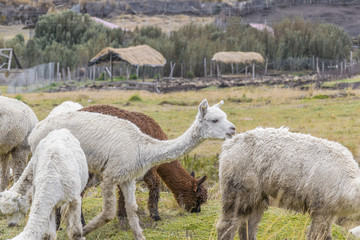 Fototapeta premium Andes Farm Animals Eating Pasture