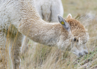 Cute Alpaca Eating Pasture