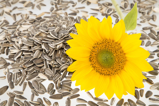 Rich and nutritious sunflower seeds