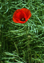 single red poppy in a rape field