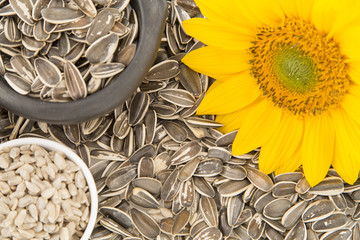 Rich and nutritious sunflower seeds