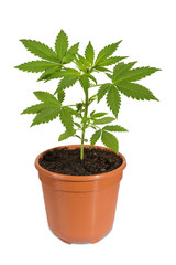 cannabis in flower pot isolated on white