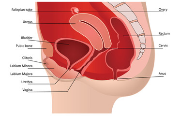 Female Reproductive System in Median Section on white Background