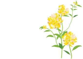 Yellow  dahlia flowers isolated with green leaves on white background