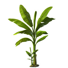 illustration of banana tree © jamesjoong