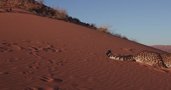 4K Cheetah lying on the red sand dunes of the Namib desert