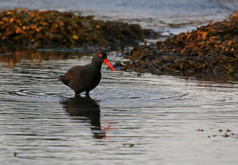 A Black Oystercatcher (Haematopus bachmani) fishing at dusk along the shores of Gabriola Island, British Columbia, Canada..