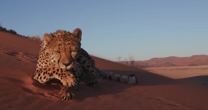 4K Cheetah lying down and licking paws on the red sand dunes of the Namib desert