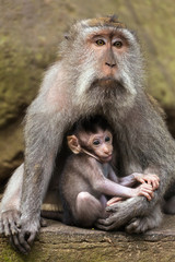Obraz premium Love care maternity concept. Small baby with mother rhesus macaque monkeys