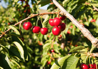 Farm Fresh Cherries Sweet Fruit Vine Cherry Tree Farm Agriculture