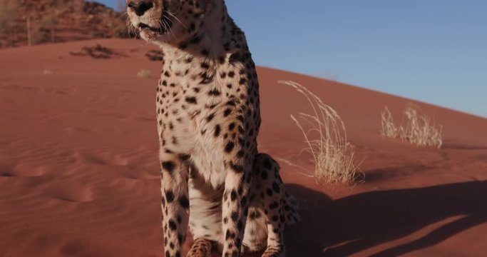 4K Panning upwards shot of Cheetah sitting on red sand dunes of the Namib desert