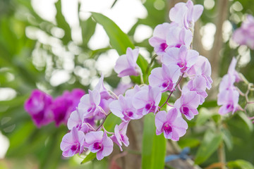 Purple orchids flower