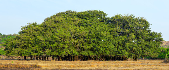 Fototapeta na wymiar Tree of Life, Amazing Banyan Tree in morning sunlight.