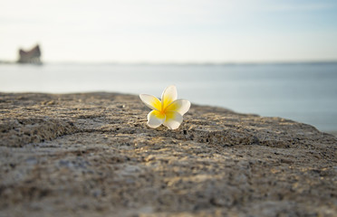 Fototapeta na wymiar Select focus flower drop on the ground, soft background the sea 