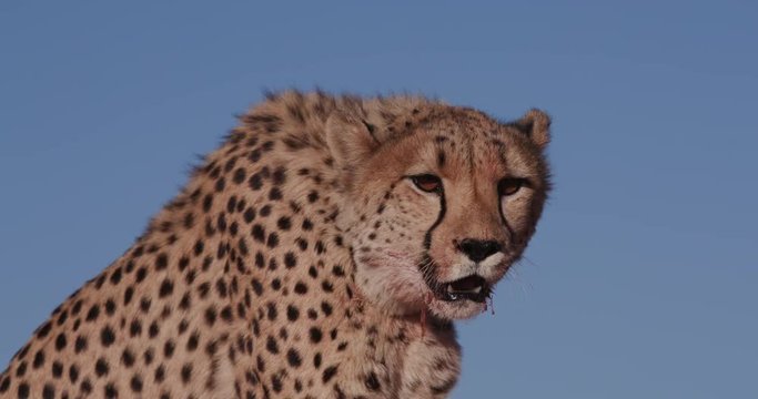 4K Close-up portrait of Cheetah