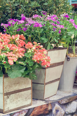 colorful flowers in the garden