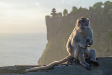 Impudent monkey - thief sitting and thinking with stolen glasses at sunset near Uluvatu temple in Bali