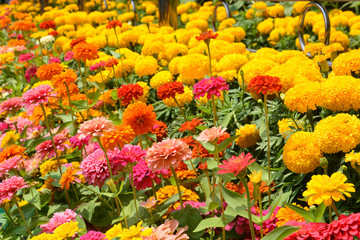 Flowers zinnia, flowers background, Marigold Flowers.