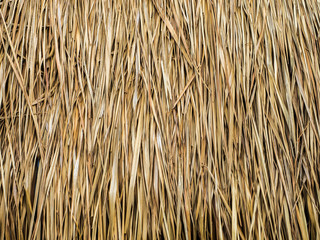 closeup of thatch roof