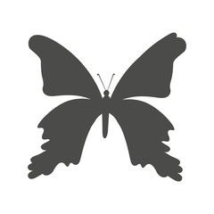 butterfly silhouette isolated icon design