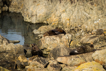 Sunbathing Seals