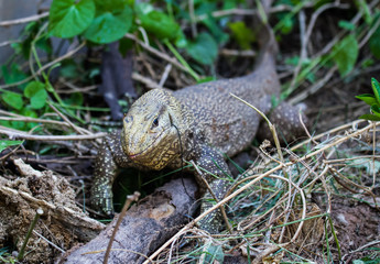 Monitir lizard