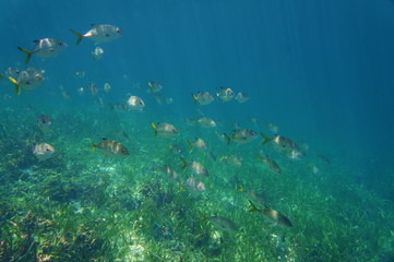 A school of fish horse-eye jack, Caranx latus, above a grassy seabed, Caribbean sea, Central America, Panama