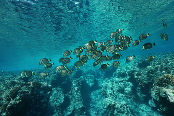 Naklejka na ściany i meble A school of fish whitespotted surgeonfish, Acanthurus guttatus, on the fore reef of Huahine island, Pacific ocean, French Polynesia