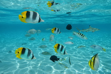 Natural trench into the coral reef carved by wave swell, underwater landscape, Huahine island,...