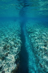 Underwater landscape, trench carved by wave swell into the coral reef at Huahine island, Pacific ocean, French Polynesia