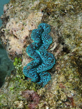 A blue marine bivalve mollusk, maxima clam, Tridacna maxima, underwater, Pacific ocean, Maupiti island, French Polynesia