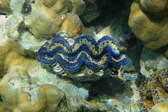 Underwater marine bivalve mollusk maxima clam, Tridacna maxima, Pacific ocean, Bora Bora, French Polynesia
