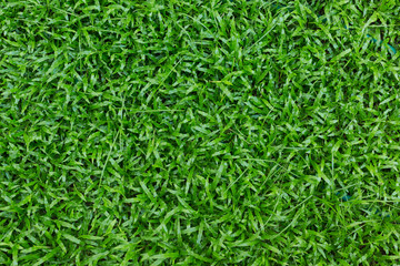 green grass turf