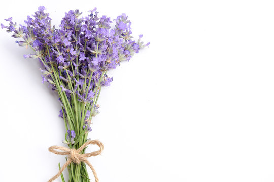 Fototapeta lavender on white background