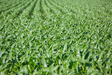  Close-up on green Corn field