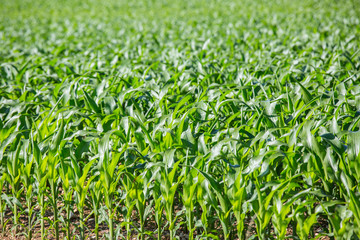 Obraz premium Close-up on green Corn field