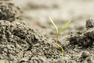 seed germination growth into forest
