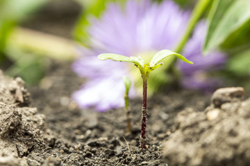 seed germination growth into forest
